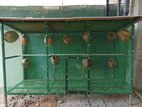 Birds Cage