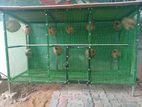 Birds Cage
