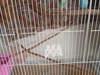 Birds Cage