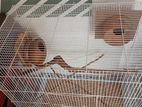 Birds Cage
