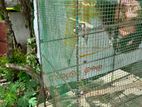 Birds Cage