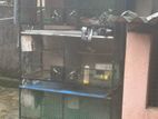Birds Cage
