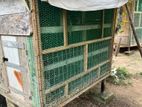 Birds Cage