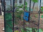 Birds Cage
