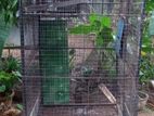 Birds Cage