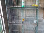 Birds Cage
