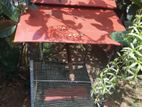 Birds Cage