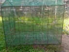Birds Cage