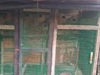 Birds Cage