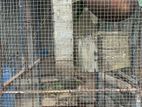 Birds Cage