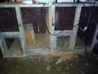 Birds Cage