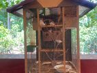 Birds Cage