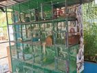 Birds Cage