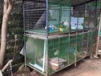 Birds Cage