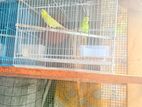Birds Cage
