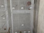 Birds Cage