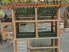 Birds cage