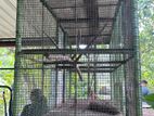 Birds Cage