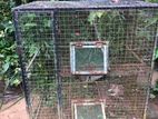 Birds cage