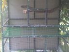 Birds Cage