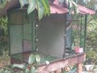 birds cage