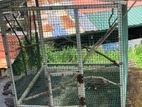 Birds Cage