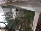 Birds Cage