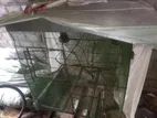 Birds Cage