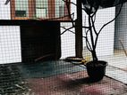 Birds Cage