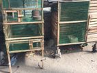 Birds Cage