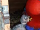 Eclectus Chicks