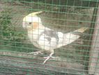Love Birds