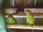 Love Bird