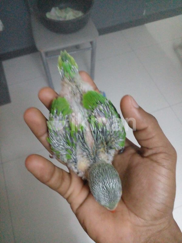 Birds for Sale in Colombo 14 ikman