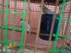 Finches