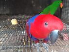 Eclectus Parrot