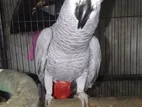 African Grey Bird