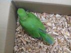 Green Baby Parrot