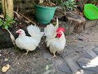 Japanese Bantam