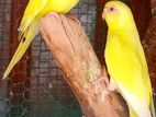 Love Birds