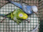 Love Birds