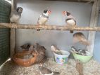 Finches Birds