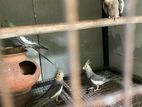 Cocktail Birds