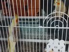 Cockatiel Birds