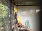 Love Birds