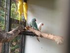 Love Birds