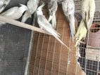 Love Birds