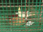 Cocktail Birds