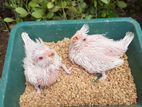 Cocktail Albino Chicks