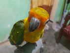 Sun Corner Parrot